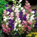 Seme cveća: VISOKI ZVONČIĆ(CAMPANULA MEDIUM) -100 SEMENA, slika2