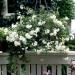 Sadnice - puzavice: SOLANUM JASMINOIDES - VEĆA BILJKA, slika1