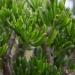Sadnice - sobne biljke: CRASULA OVATA `GOLLUM` - BILJKA, slika3