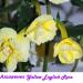 Sadnice - sobne biljke: AHIMENES *YELLOW ENGLISH ROSE* - BILJKA , slika3