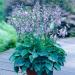 Perene: HOSTA   - SADNICA, slika2