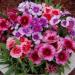 Seme cveća: KINESKI KARANFIL (DIANTHUS CHINENSIS) - 50 SEMENA, slika2