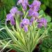Perene: IRIS PALLIDA VARIEGATA sadnica , slika1