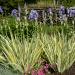 Perene: IRIS PALLIDA VARIEGATA sadnica , slika2