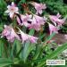 Sadnice - sobne biljke: KRINUM (CRINUM X POWELLII) - SADNICA, slika1