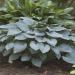 Perene: HOSTA   - SADNICA, slika1