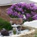 Sadnice - žbunaste vrste: INDIJSKI JORGOVAN (LAGERSTROEMIA INDICA) - SADNICA, slika1