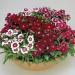 Seme cveća: KINESKI KARANFIL (DIANTHUS CHINENSIS) - 50 SEMENA, slika5