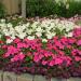 Seme cveća: LEPI JOVA (IMPATIENS NANO BABY) - 50 SEMENA, slika2