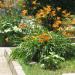 Perene:  HEMEROKALIS (Hemerocallis fulva) -2 SADNICE , slika1