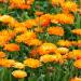 Seme cveća: NEVEN (Calendula officinalis)  - 50 semena, slika1