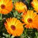 Seme cveća: NEVEN (Calendula officinalis)  - 50 semena, slika2