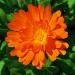 Seme cveća: NEVEN (Calendula officinalis)  - 50 semena, slika3