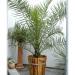 Sadnice - sobne biljke:  PALMA Phoenix canariensis - BILJKA, slika2