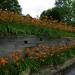 Perene:  HEMEROKALIS (Hemerocallis fulva) -2 SADNICE , slika2