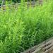 Začini i lekovito bilje: ESTRAGON (ARTEMISIA DRACUNCULUS) - 100 SEMENA , slika1