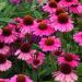 Seme cveća:  EHINACEJA (ECHINACEA ANGUSTIFOLIA) - 30 SEMENA , slika1