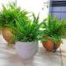 Sadnice - sobne biljke: SOBNA PAPRAT (Nephrolepis) BILJKA, slika4