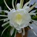 Sadnice - sobne biljke: KRALJICA NOĆI (Epiphyllum oxipetalum) biljka, slika3