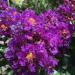 Sadnice - žbunaste vrste: INDIJSKI JORGOVAN (LAGERSTROEMIA INDICA) - SADNICA, slika3