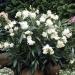 Sadnice - žbunaste vrste: BELI OLEANDER - DUPLI CVET - SADNICA, slika1