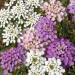Seme cveća:  IBERIS (Iberis umbellata) - 50 SEMENA , slika1