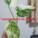 Sadnice - sobne biljke: Monstera albo , slika10