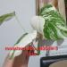 Sadnice - sobne biljke: Monstera albo , slika9