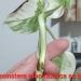 Sadnice - sobne biljke: Monstera albo , slika7