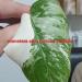 Sadnice - sobne biljke: Monstera albo , slika6
