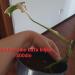 Sadnice - sobne biljke: Monstera albo , slika3