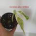 Sadnice - sobne biljke: Monstera albo , slika2
