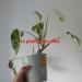 Sadnice - sobne biljke: Monstera albo , slika1