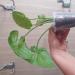 Sadnice - sobne biljke: Syngonium Bold Allusion , slika1