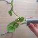 Sadnice - sobne biljke: Syngonium Bold Allusion , slika2