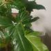 Sadnice - sobne biljke: Filadendron Golden dragon , slika1