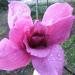 Sadnice - drveće: Magnolia Vulcan, Cveta pocetkom aprila.