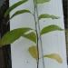 Sadnice - drveće: Magnolia biondii, slika1
