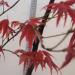 Sadnice - drveće: Acer palmatum , slika1