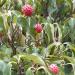 Sadnice - drveće: Cornus kousa, slika2