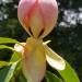 Sadnice - drveće: Magnolia yuyuanensis x insignis, slika1