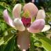 Sadnice - drveće: Magnolia yuyuanensis x insignis, slika2