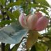Sadnice - drveće: Magnolia yuyuanensis x insignis, slika3
