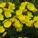 Seme cveća: Oenothera speciosa - visegodisnja, slika2