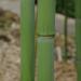 Sadnice - drveće: Phyllostachys Viridiglauscens, raste do 9m , slika1