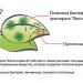 Preparati: FITOSPORIN -M PS (PASTA)  Bacillus  Subtilis 26 D, Kako deluje fitosporin?Bakterije iz Fitosporina ispuštaju fungicide koji ubijaju -patogene, jednostavno a efikasno.