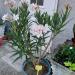 Sadnice - žbunaste vrste: Oleander Alsace, slika1