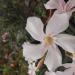 Sadnice - žbunaste vrste: Oleander Alsace, slika2