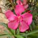 Sadnice - žbunaste vrste: Oleander Tamno Pink Simple , slika1