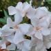 Sadnice - žbunaste vrste: Oleander Alsace, slika4